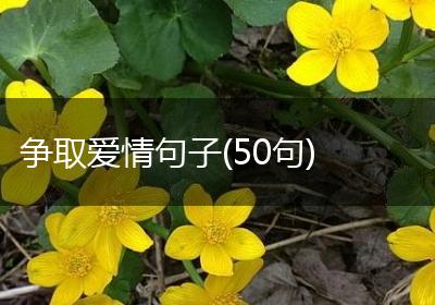 争取爱情句子(50句)