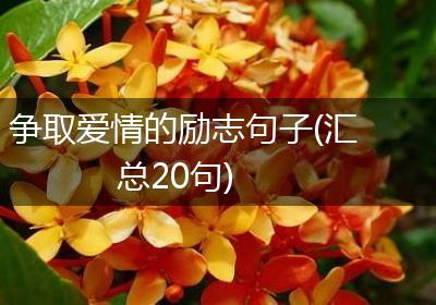 争取爱情的励志句子(汇总20句)