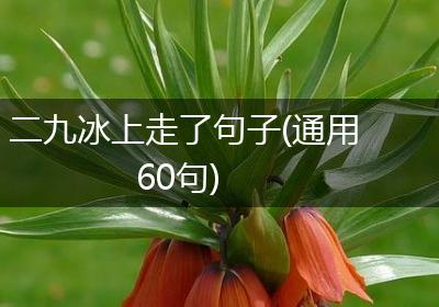 二九冰上走了句子(通用60句)