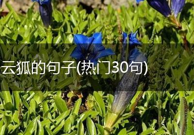云狐的句子(热门30句)