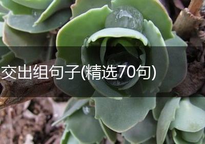 交出组句子(精选70句)