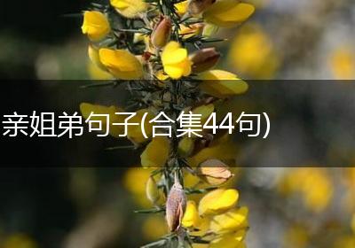 亲姐弟句子(合集44句)