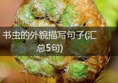 书虫的外貌描写句子(汇总5句)