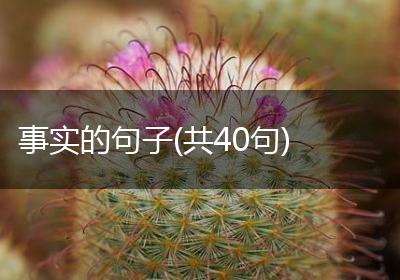 事实的句子(共40句)