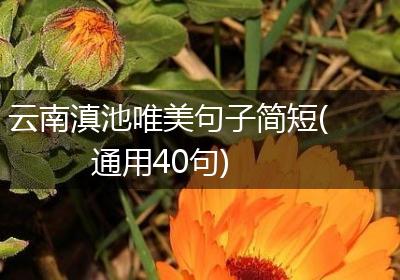 云南滇池唯美句子简短(通用40句)