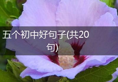 五个初中好句子(共20句)
