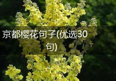 京都樱花句子(优选30句)