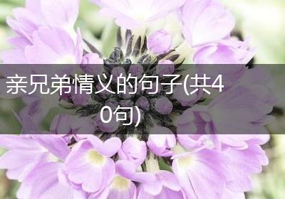亲兄弟情义的句子(共40句)