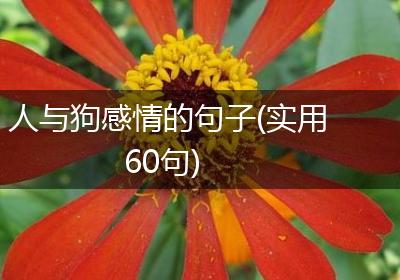人与狗感情的句子(实用60句)