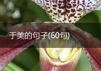 于美的句子(60句)