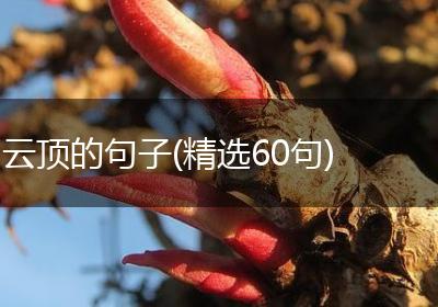 云顶的句子(精选60句)