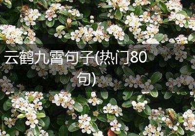 云鹤九霄句子(热门80句)