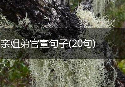 亲姐弟官宣句子(20句)