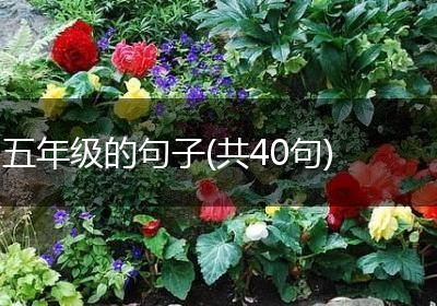 五年级的句子(共40句)