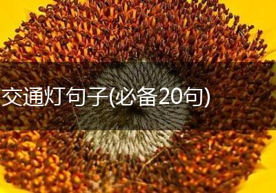 交通灯句子(必备20句)