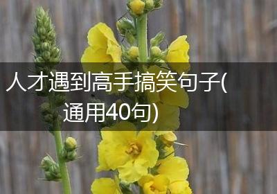 人才遇到高手搞笑句子(通用40句)