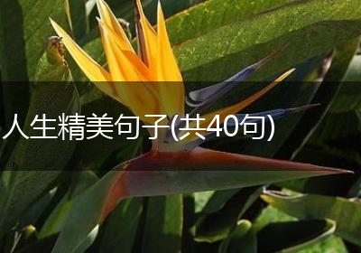 人生精美句子(共40句)