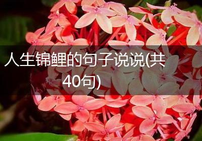 人生锦鲤的句子说说(共40句)