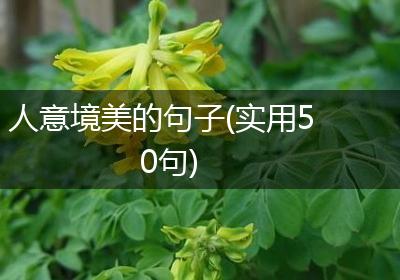 人意境美的句子(实用50句)