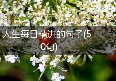 人生每日精进的句子(50句)