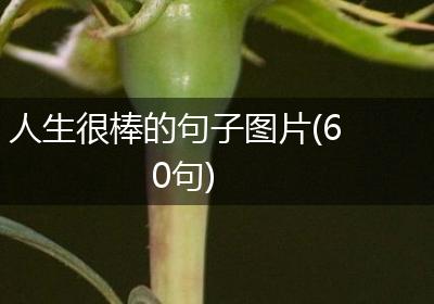 人生很棒的句子图片(60句)