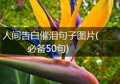 人间告白催泪句子图片(必备50句)