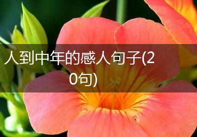 人到中年的感人句子(20句)