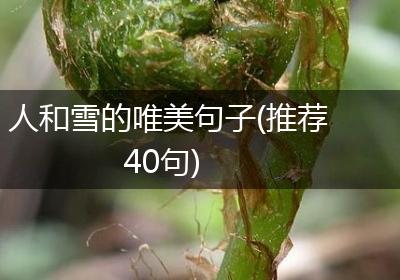 人和雪的唯美句子(推荐40句)
