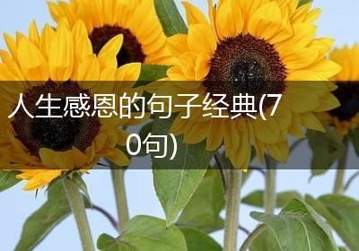 人生感恩的句子经典(70句)