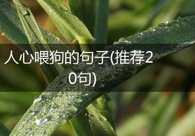 人心喂狗的句子(推荐20句)