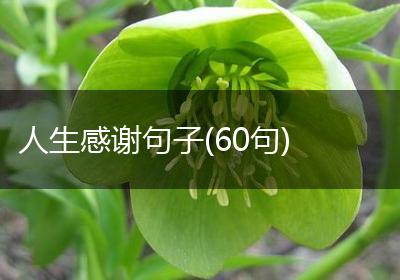 人生感谢句子(60句)