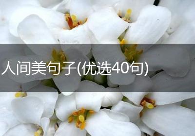 人间美句子(优选40句)