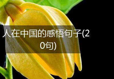 人在中国的感悟句子(20句)