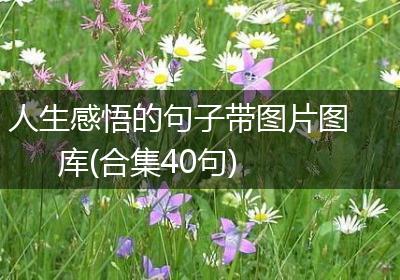 人生感悟的句子带图片图库(合集40句)