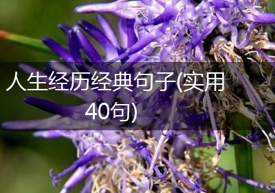人生经历经典句子(实用40句)