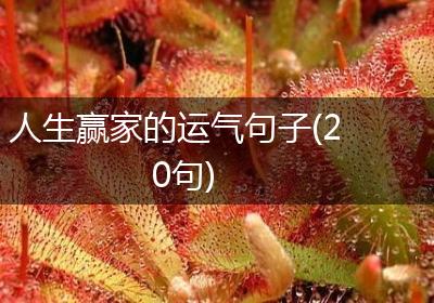 人生赢家的运气句子(20句)