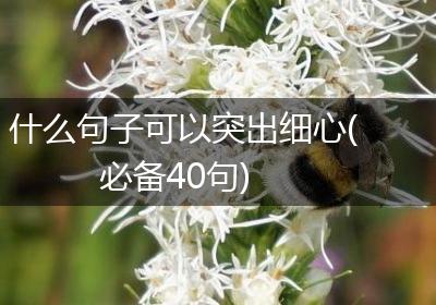 什么句子可以突出细心(必备40句)