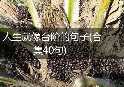 人生就像台阶的句子(合集40句)
