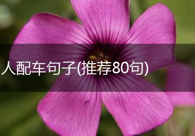 人配车句子(推荐80句)