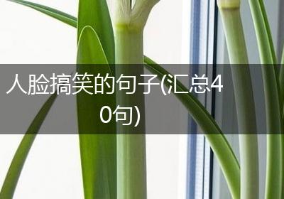 人脸搞笑的句子(汇总40句)