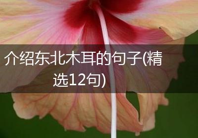 介绍东北木耳的句子(精选12句)
