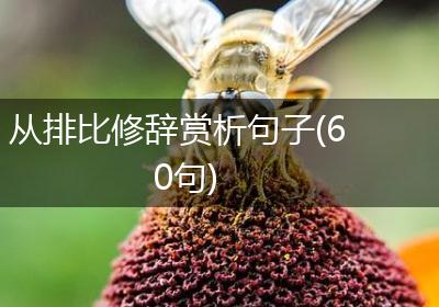 从排比修辞赏析句子(60句)