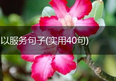 以服务句子(实用40句)