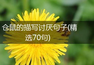 仓鼠的描写讨厌句子(精选70句)