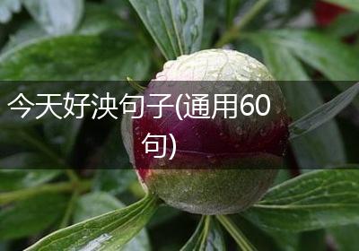 今天好泱句子(通用60句)