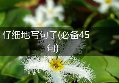 仔细地写句子(必备45句)