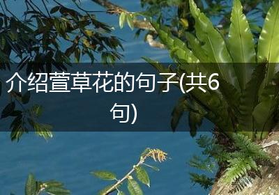 介绍萱草花的句子(共6句)