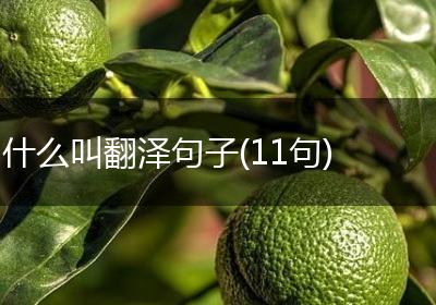 什么叫翻泽句子(11句)