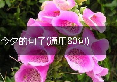 今夕的句子(通用80句)