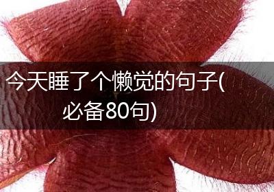 今天睡了个懒觉的句子(必备80句)